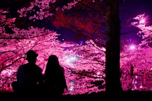 夜桜